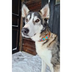 Dog collar INCA turquoise